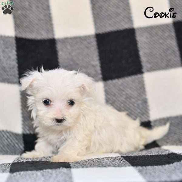 Cookie, Maltese Puppy
