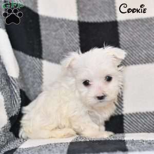Cookie, Maltese Puppy