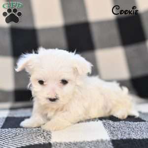 Cookie, Maltese Puppy
