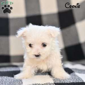 Cookie, Maltese Puppy