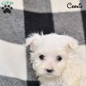 Cookie, Maltese Puppy