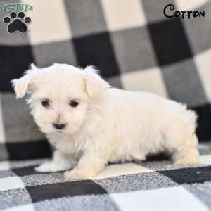 Cotton, Maltese Puppy