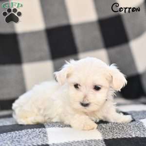 Cotton, Maltese Puppy