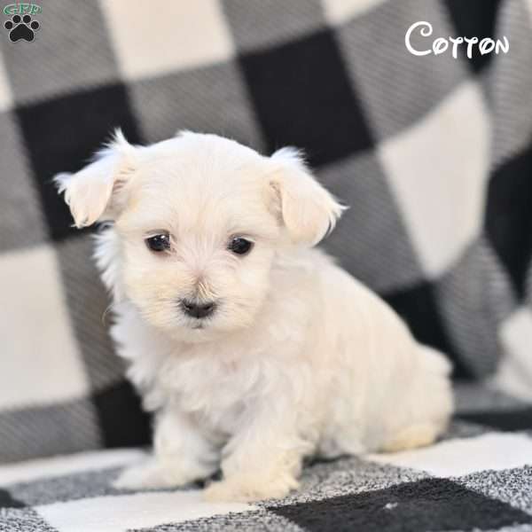 Cotton, Maltese Puppy