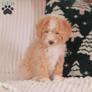 Hazel, Mini Sheepadoodle Puppy