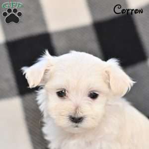 Cotton, Maltese Puppy