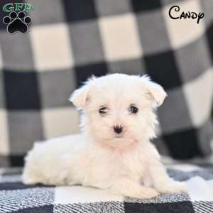Candy, Maltese Puppy