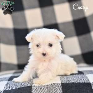 Candy, Maltese Puppy