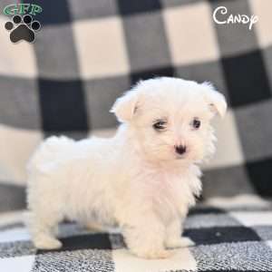 Candy, Maltese Puppy