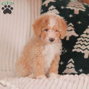 Hazel, Mini Sheepadoodle Puppy