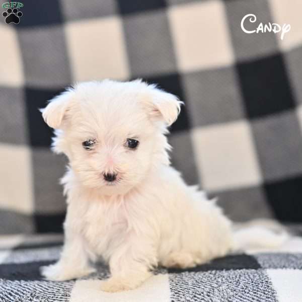 Candy, Maltese Puppy