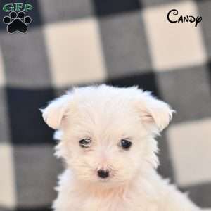 Candy, Maltese Puppy