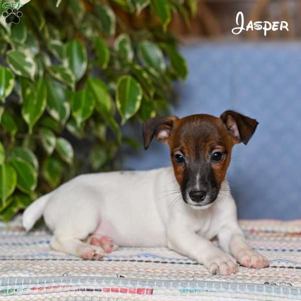 Jasper, Jack Russell Terrier Puppy