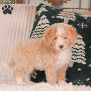 Hazel, Mini Sheepadoodle Puppy