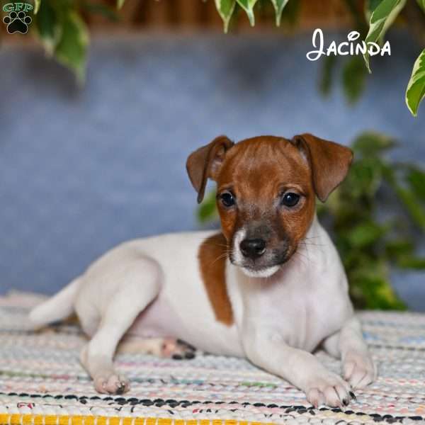 Jacinda, Jack Russell Terrier Puppy