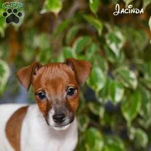 Jacinda, Jack Russell Terrier Puppy