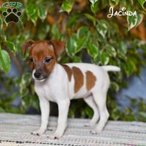 Jacinda, Jack Russell Terrier Puppy