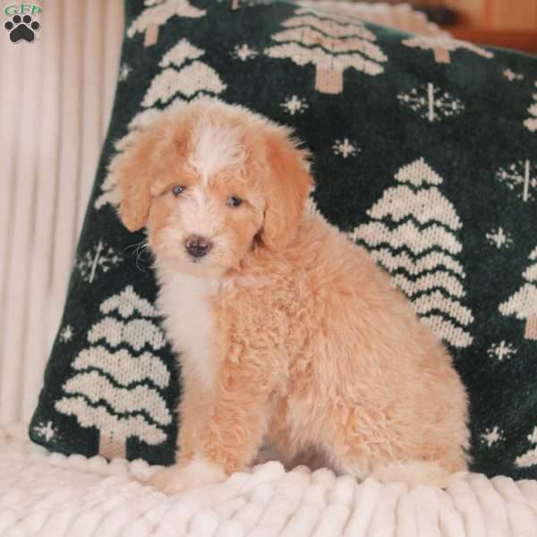 Hazel, Mini Sheepadoodle Puppy