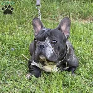 Micky, French Bulldog Puppy