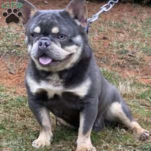 Micky, French Bulldog Puppy