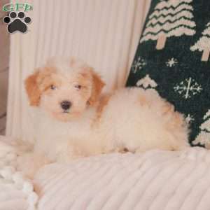 Haley, Mini Sheepadoodle Puppy