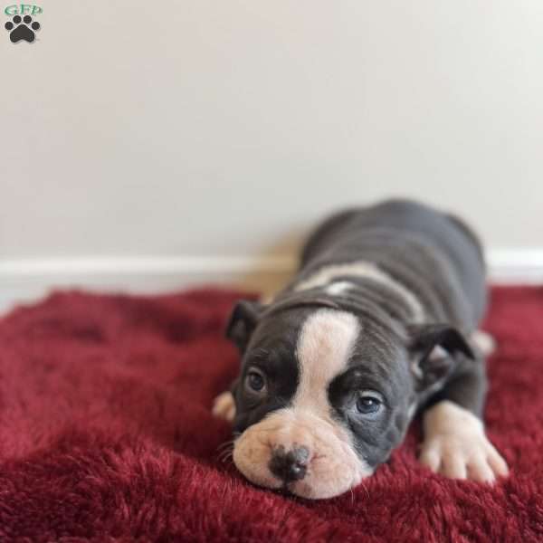 Gigi, American Bully Puppy