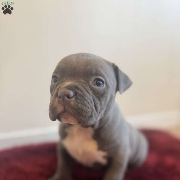 Birdie, American Bully Puppy