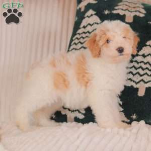 Haley, Mini Sheepadoodle Puppy