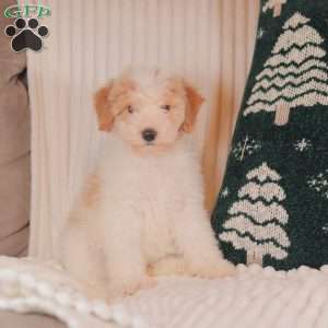 Haley, Mini Sheepadoodle Puppy