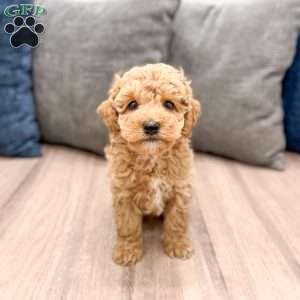 Wilder, Miniature Poodle Puppy