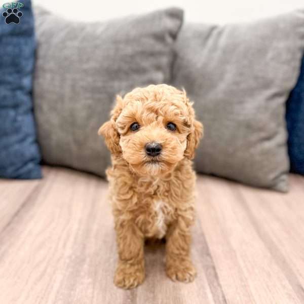 Wilder, Miniature Poodle Puppy