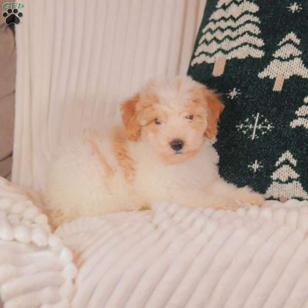 Haley, Mini Sheepadoodle Puppy
