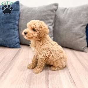 Wilder, Miniature Poodle Puppy