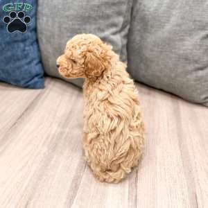 Wilder, Miniature Poodle Puppy