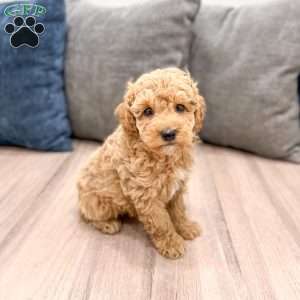 Wilder, Miniature Poodle Puppy