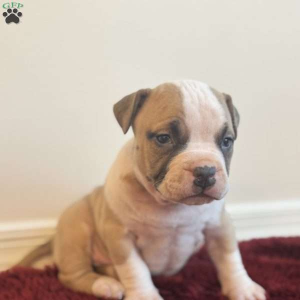 Posie, American Bully Puppy