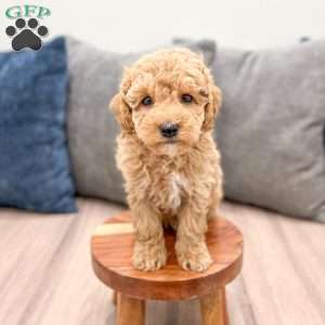 Wilder, Miniature Poodle Puppy