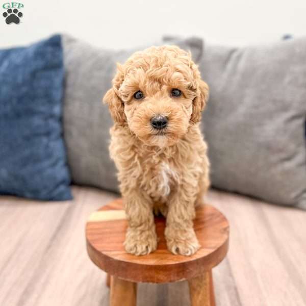 Wilder, Miniature Poodle Puppy