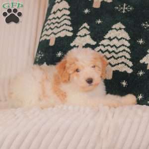 Haley, Mini Sheepadoodle Puppy