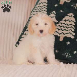 Jingles, Mini Sheepadoodle Puppy
