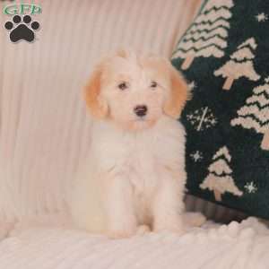 Jingles, Mini Sheepadoodle Puppy