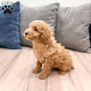 Willow, Miniature Poodle Puppy