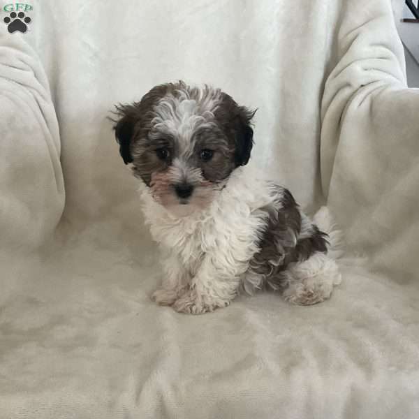 Jada, Havanese Puppy
