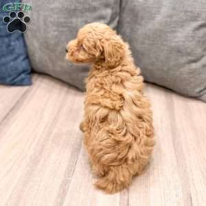 Willow, Miniature Poodle Puppy
