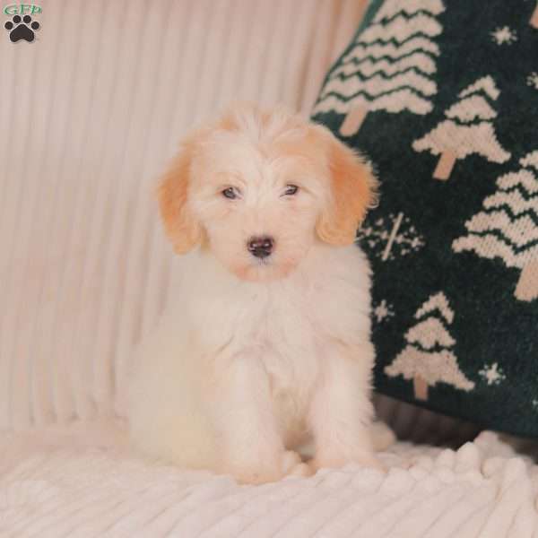 Jingles, Mini Sheepadoodle Puppy