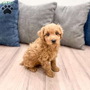 Willow, Miniature Poodle Puppy