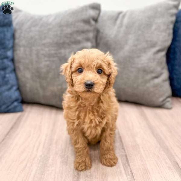 Willow, Miniature Poodle Puppy