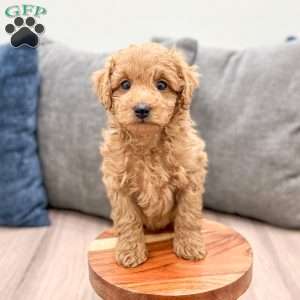 Willow, Miniature Poodle Puppy