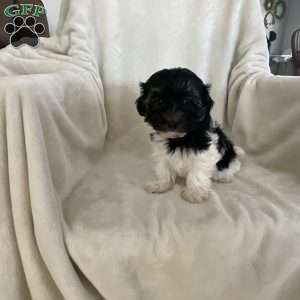 Jewal, Havanese Puppy