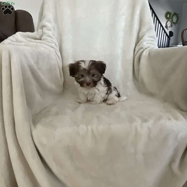 Janelle, Havanese Puppy